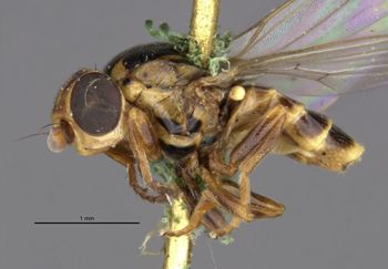 Media type: image;   Entomology 13369 Aspect: habitus lateral view